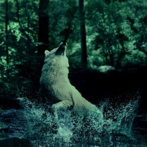 Meet your Posher, Sheniya